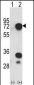 HNRPL Antibody (C-term)